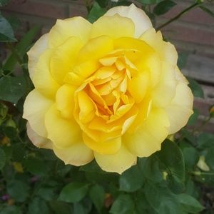 Meet your Posher, Jocelyn